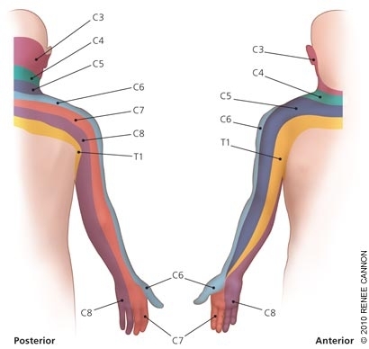 cervical dermatomes by cervical level