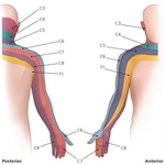 cervical dermatomes by cervical level
