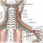 Cervical Nerve Anatomy